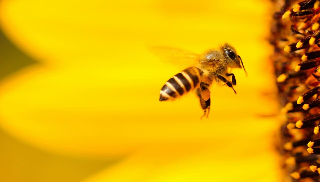 Необычные грузы в истории грузоперевозок – Пчелы
